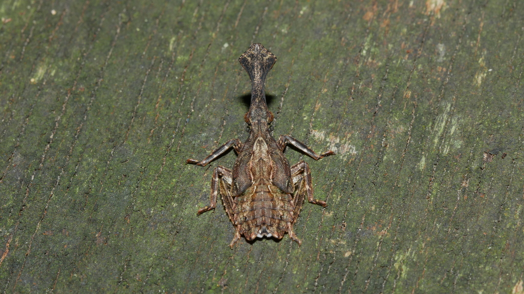 Watanabe's Lanternfly