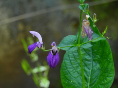 Brillantaisia lamium