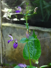 Brillantaisia lamium