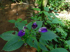 Brillantaisia lamium