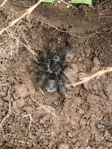 Grammostola pulchra