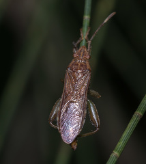 Daclera levana