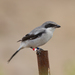 San Clemente Loggerhead Shrike - Photo (c) Justyn Stahl, some rights reserved (CC BY-NC), uploaded by Justyn Stahl