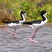 Stilts and Avocets - Photo (c) sea-kangaroo, some rights reserved (CC BY-NC-ND), uploaded by sea-kangaroo