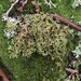 Cetraria arenaria - Photo (c) kendallbrooke, algunos derechos reservados (CC BY-NC), subido por kendallbrooke