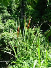Typha