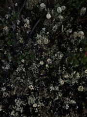 Cladonia pleurota