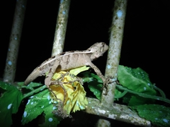 Enyalius iheringii