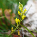 Polygala flavescens - Photo (c) Sarah Gregg, some rights reserved (CC BY-NC-SA), uploaded by Sarah Gregg