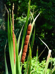 Typha
