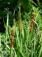 Typha