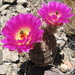 Rainbow Hedgehog Cactus - Photo (c) Rob Klotz, some rights reserved (CC BY-NC), uploaded by Rob Klotz