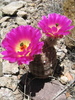 Rainbow Hedgehog Cactus - Photo (c) Rob Klotz, some rights reserved (CC BY-NC), uploaded by Rob Klotz