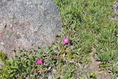 Carpobrotus quadrifidus