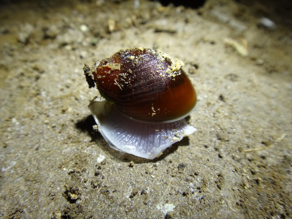 Megalobulimus dryades