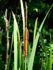 Typha
