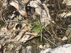 Phemeranthus calcaricus