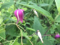 Clematis glaucophylla
