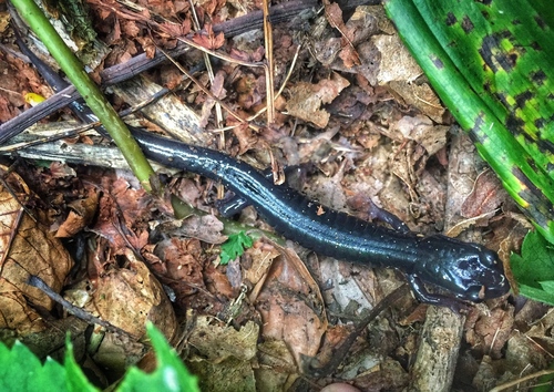 Cumberland Plateau Salamander