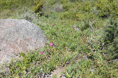 Carpobrotus quadrifidus