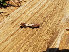 Spilostethus pandurus elegans