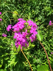 Phlox paniculata