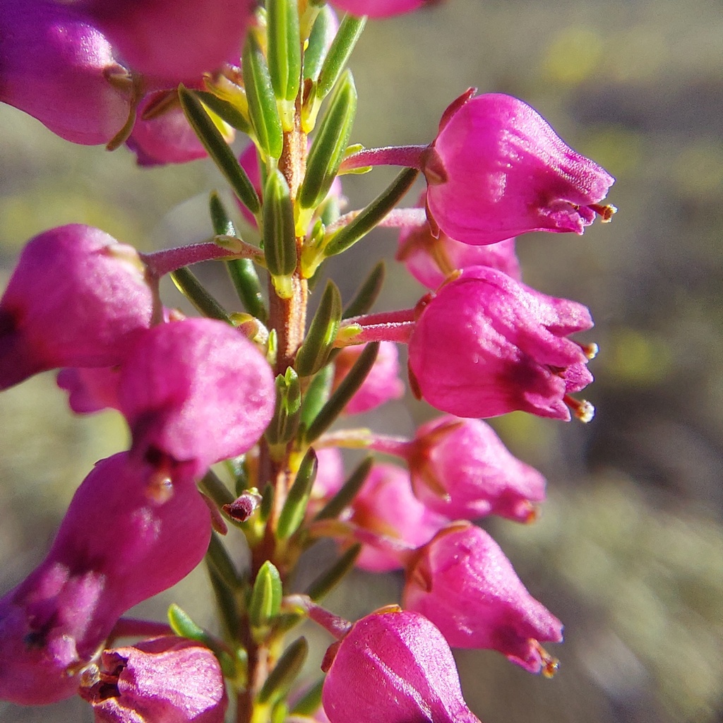 Hooknose Heath