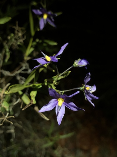 Halgania glabra (Halgania glabra)