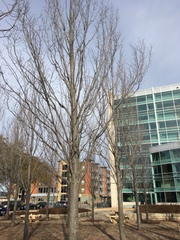 Acer rubrum