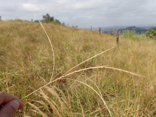Coast Finger Grass (Digitaria natalensis)