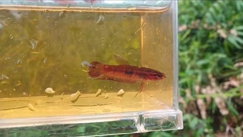 Wine-red betta (Betta coccina) — Osphronemidae — 4