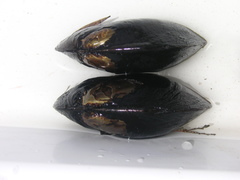 Hyridella drapeta