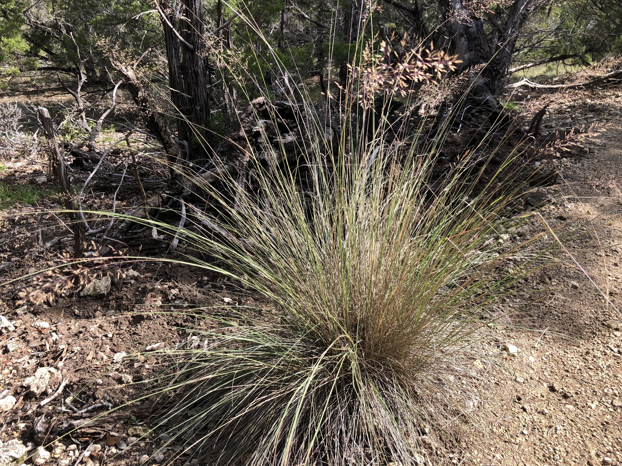 Muhlenbergia X involuta