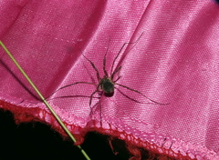 Homolophus