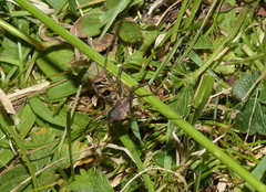 Homolophus