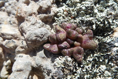 Conophytum albiflorum