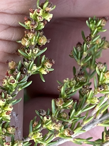 Image of Ridgeseed Heath (Erica axillaris) by (c) Charleen Brunke, some rights reserved (CC BY)