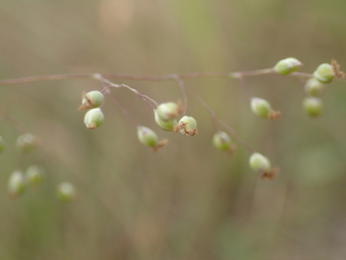 Image of Trichanthecium natalense by (c) Mahomed Desai, some rights reserved (CC BY)