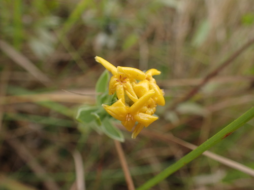Image of Lasiosiphon capitatus by (c) Mahomed Desai, some rights reserved (CC BY)