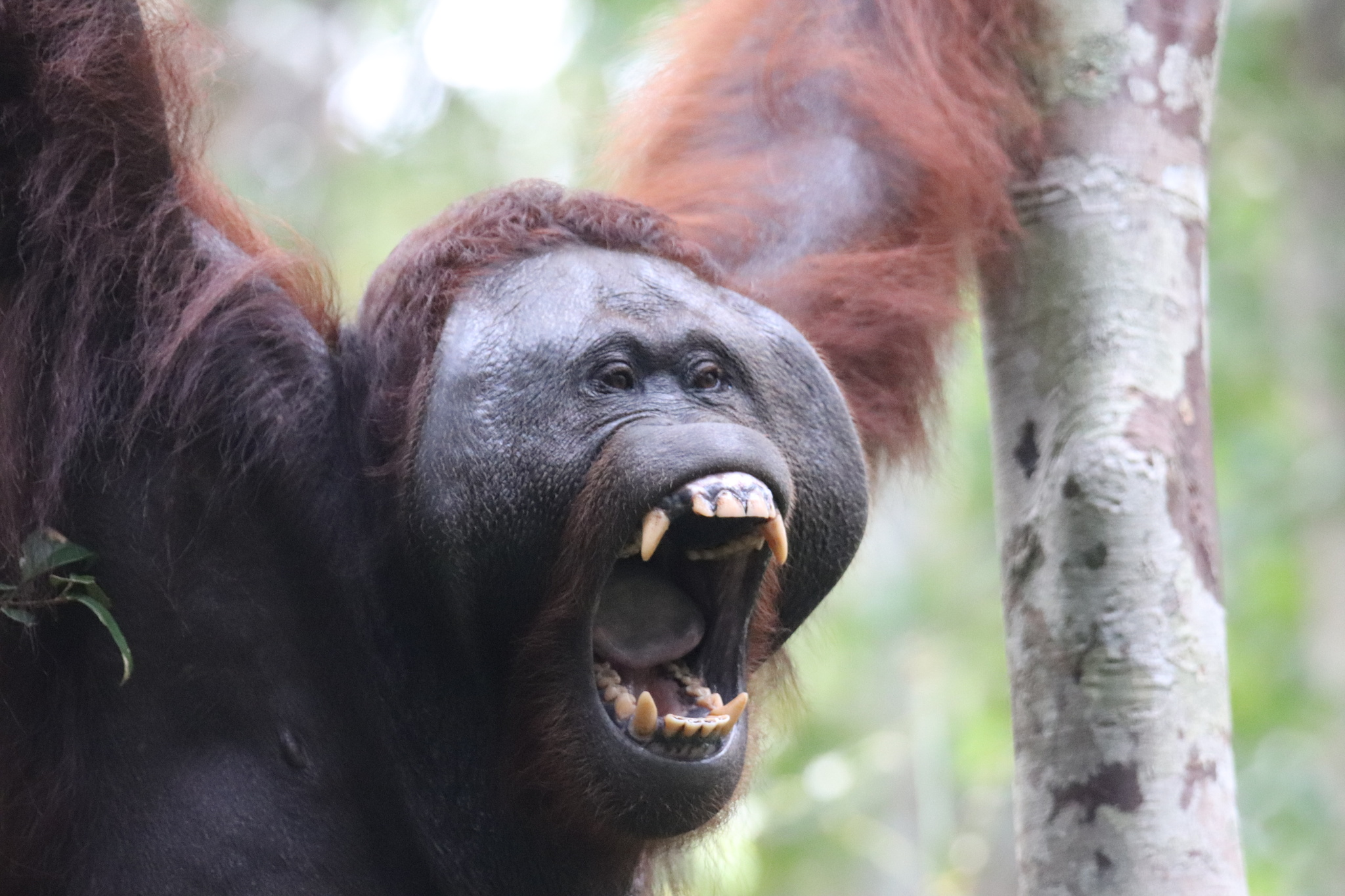 Pongo pygmaeus (Linnaeus, 1760)