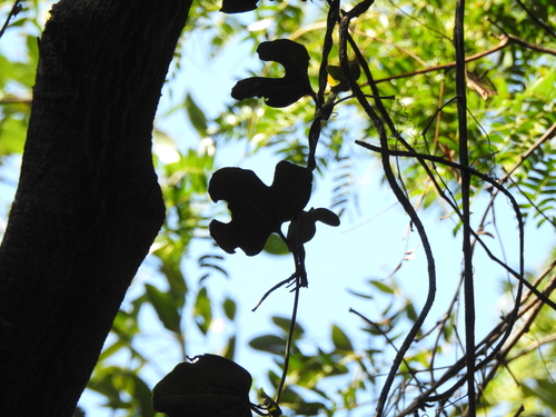 Aristolochia macroura, photograph 2