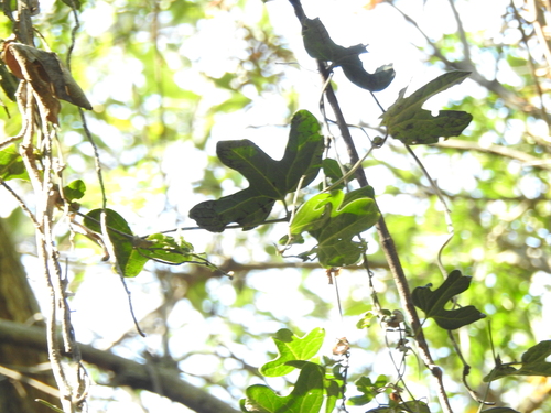 Aristolochia macroura, photograph 4