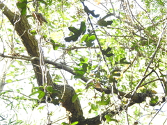 Aristolochia macroura, photograph Eduardo Luis Beltrocco, CC BY, iNaturalist via GBIF