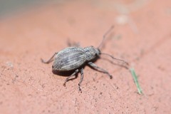 Calomycterus setarius