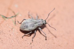 Calomycterus setarius