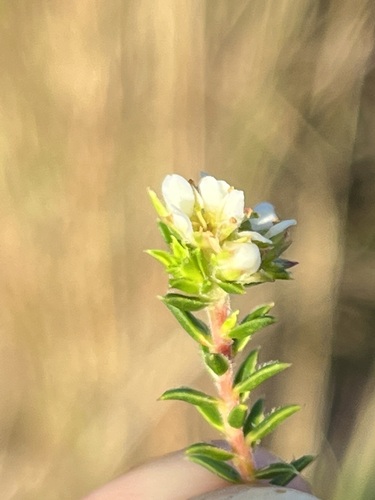 Image of Diosma awilana by (c) Charleen Brunke, some rights reserved (CC BY)