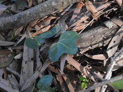Aristolochia macroura
