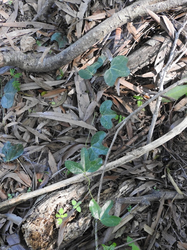 Aristolochia macroura, photograph 1