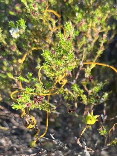 Image of Diosma awilana by (c) Charleen Brunke, some rights reserved (CC BY)