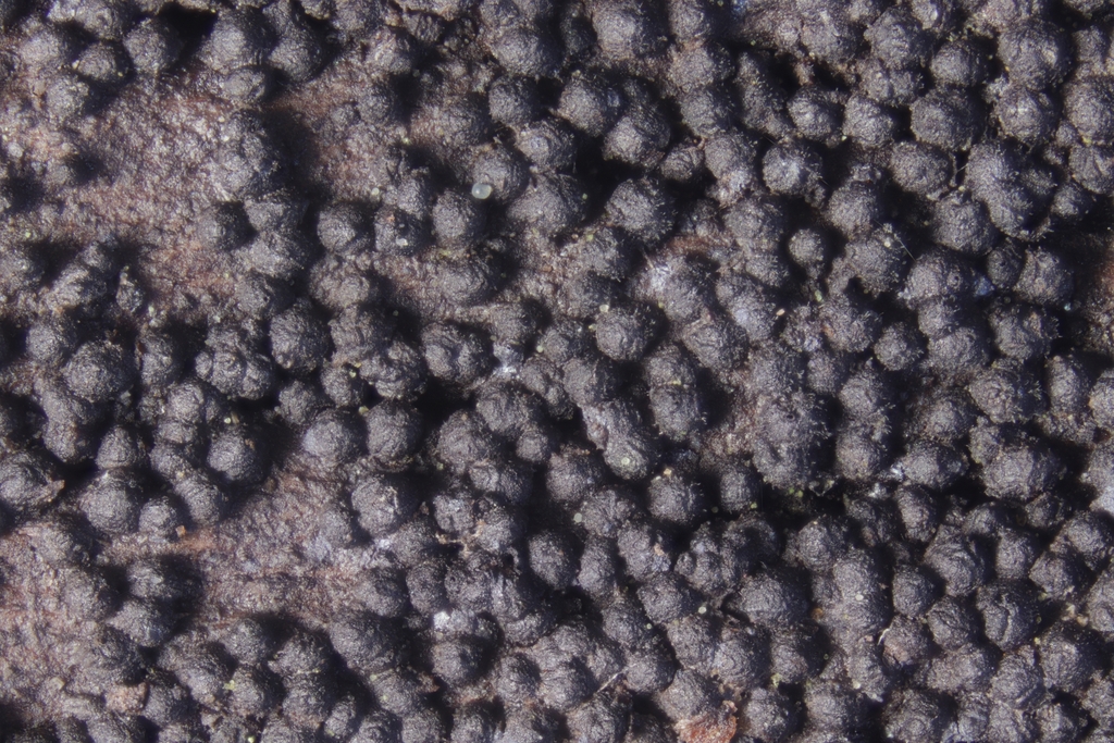 Melanomma